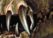 Chela Colo Fish Teeth