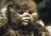 ewok